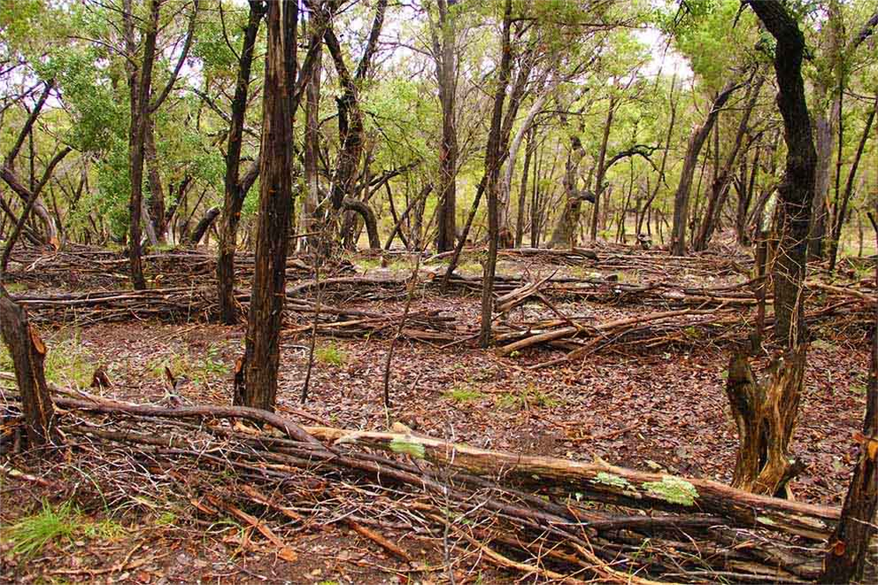 Land Art With Purposes
Visit Arte.Land Austin Texas
